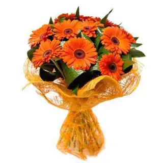 12 orange gerberas bunch