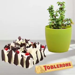 1 pound white forest premium quality cake , jade plant in a pot with 1 toblerone  chocolate