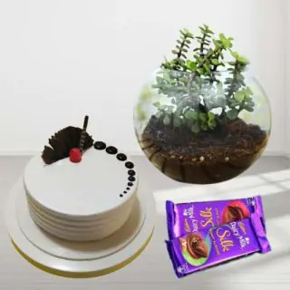 1 pound vanilla fresh cream cake, Jade plant Terrarium, set of 2 dairy milk silk