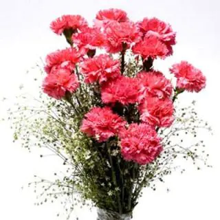12 pink carnations bunch