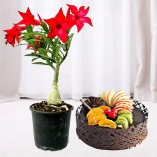 1 Pound Delicious Mix fruit cake with Red Adenium Plant