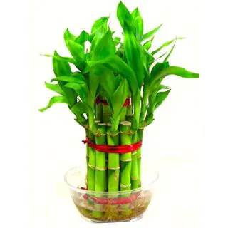 2 layer lucky bamboo plant 