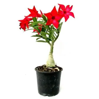 Red Adenium Plant in pot