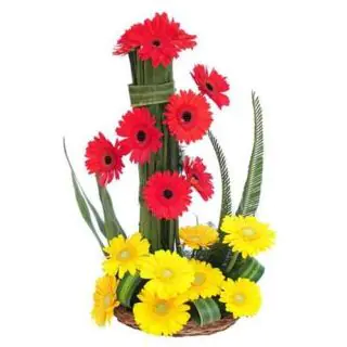 Arrangement of 15 gerberas in Red and yellow colou