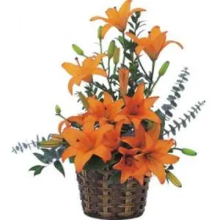 Arrangement of Lilies