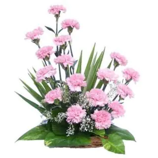 Basket arrangement of 20 Pink Carnations