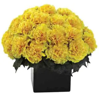 Box arrangement of 30 yellow carnations 