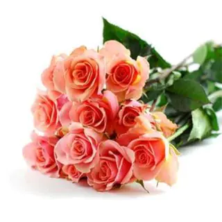 Bunch of 12 orange roses
