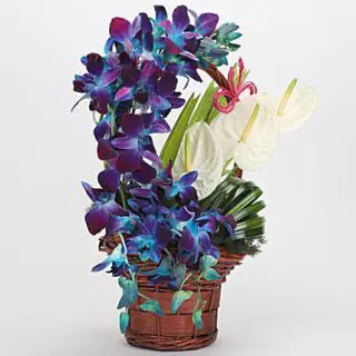 Designer arrangement of Blue orchids with white anthuriums 