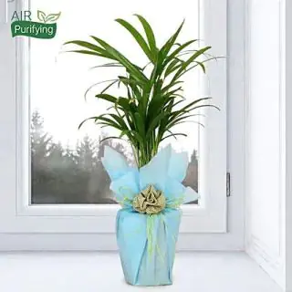 Ereca palm Plant 
