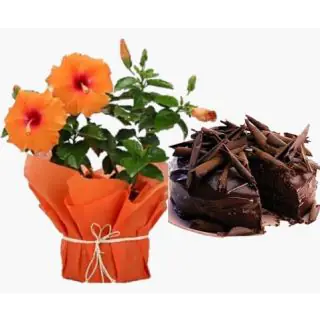Tropical hibiscus plant with half kg chocolate truffle cake