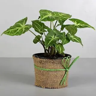 Money Plant in pot