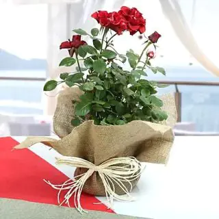 Red Rose Plant
