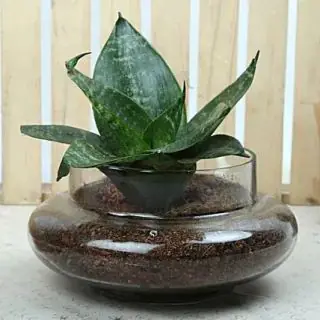 Synseveriea Plant in a Glass  bowl