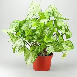 Syngonium Plant in a pot