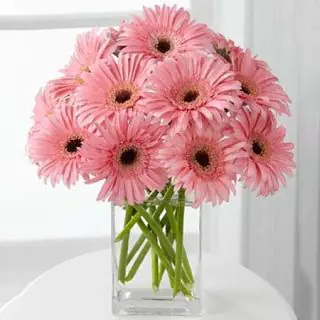Vase arrangement of 15 pink gerberas  