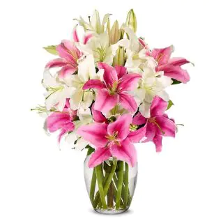 Vase arraangement of 8 pink and white lilies 