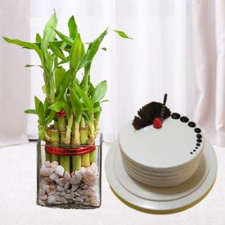 3 layer lucky bamboo plant with 1 pound vanilla cake cool cake