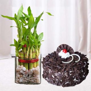 3 layer  lucky bamboo plant with 1 pound Black forest  cool cake