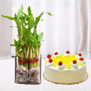 3 layer  lucky bamboo plant with 1 pound Pineapple cool cake