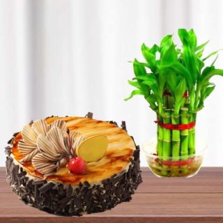 2  layer lucky bamboo plant with 1 pound Irish Coffee  cool cake