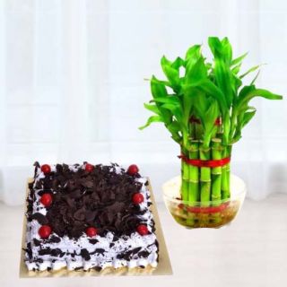 2  layer lucky bamboo plant with 1 pound  white forest  cool  cake