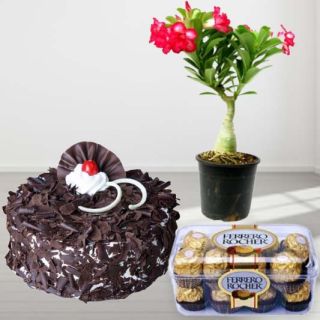 Red Adenium Plant with 1 pound black forest cake with 16 pcs rocher ferrero chocolates
