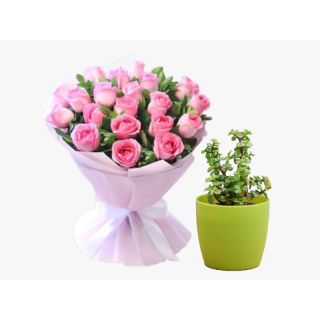 Bouquet of 15 pink roses with jade plant in pot