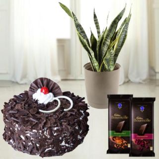 1 pound black forest cool cake with syseveriea plant in pot with set of 2 bournville chocolates