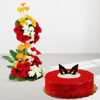2 feet height arrangement of 50 gerberas with red velvet cake 