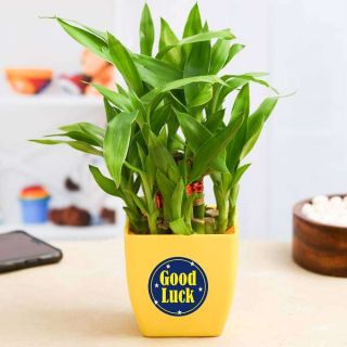 2 Layer Lucky Bamboo Plant for Someone You Care 