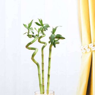 30 cm Spiral Stick Lucky Bamboo Plant  (Pack of 3) 