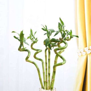 30 cm Spiral Stick Lucky Bamboo Plant  (Pack of 6)