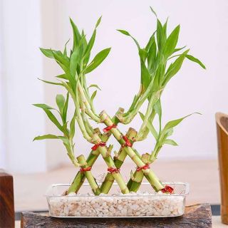 3 Layer Pyramid Lucky Bamboo in a Tray with Pebbles 