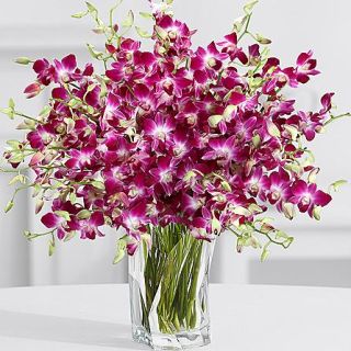 40 lavender orchids in a glass vase 