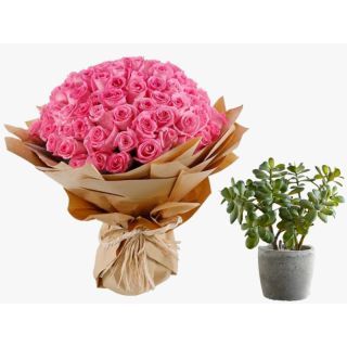 50 pink roses bouquet with jade plant in pot