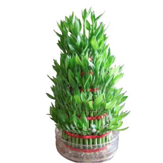 7 layer Lucky bamboo plant