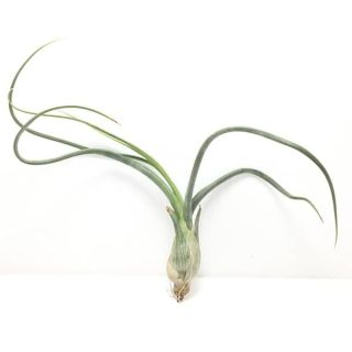 Air Plant, Tillandsia pseudobelayi - Plant