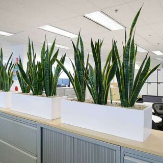 Air purifying snake plants for office furnishing