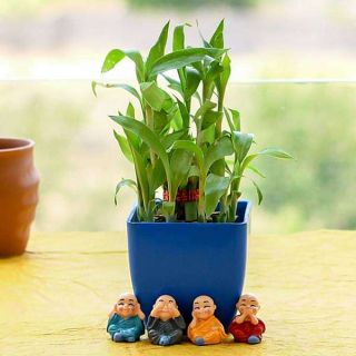 Alluring 2 Layer Lucky Bamboo for AC Office Desks