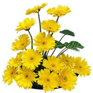 Arrangement of 20 yellow gerberas