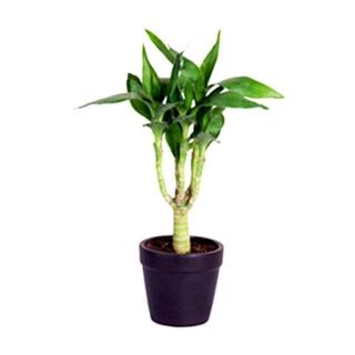 Bamboo Multi Head Plant
