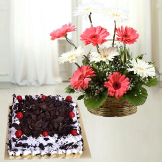 Basket arrangement of 10 pink and white gerberas with black forest cool cake 