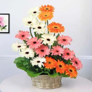 Basket Arrangement of 20 mix colour gerberas 