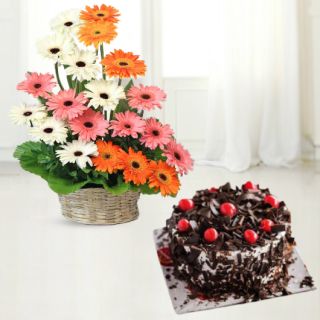 Basket arrangement of 20 mix colour gerberas with black forest cool cake 