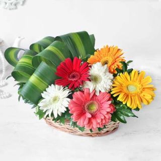 Basket arrangement of 6 mix colour gerberas 