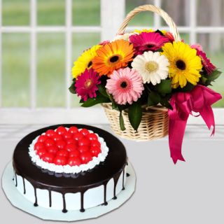 Basket of 12 mix colour gerberas with black forest cool cake 