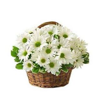 Basket of  20 white gerberas  