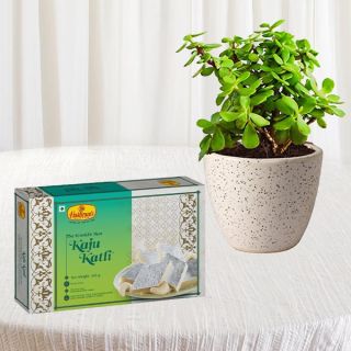Beautiful jade plant in ceramic pot with half kg kaju katli sweets 