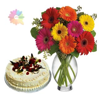 Beautiful mix colour gerberas with 1 pound vanilla fresh cream cake